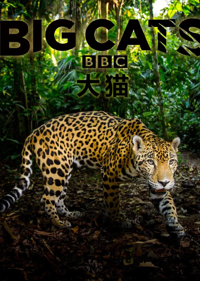 大猫：终极猎食者英语(2018)海报