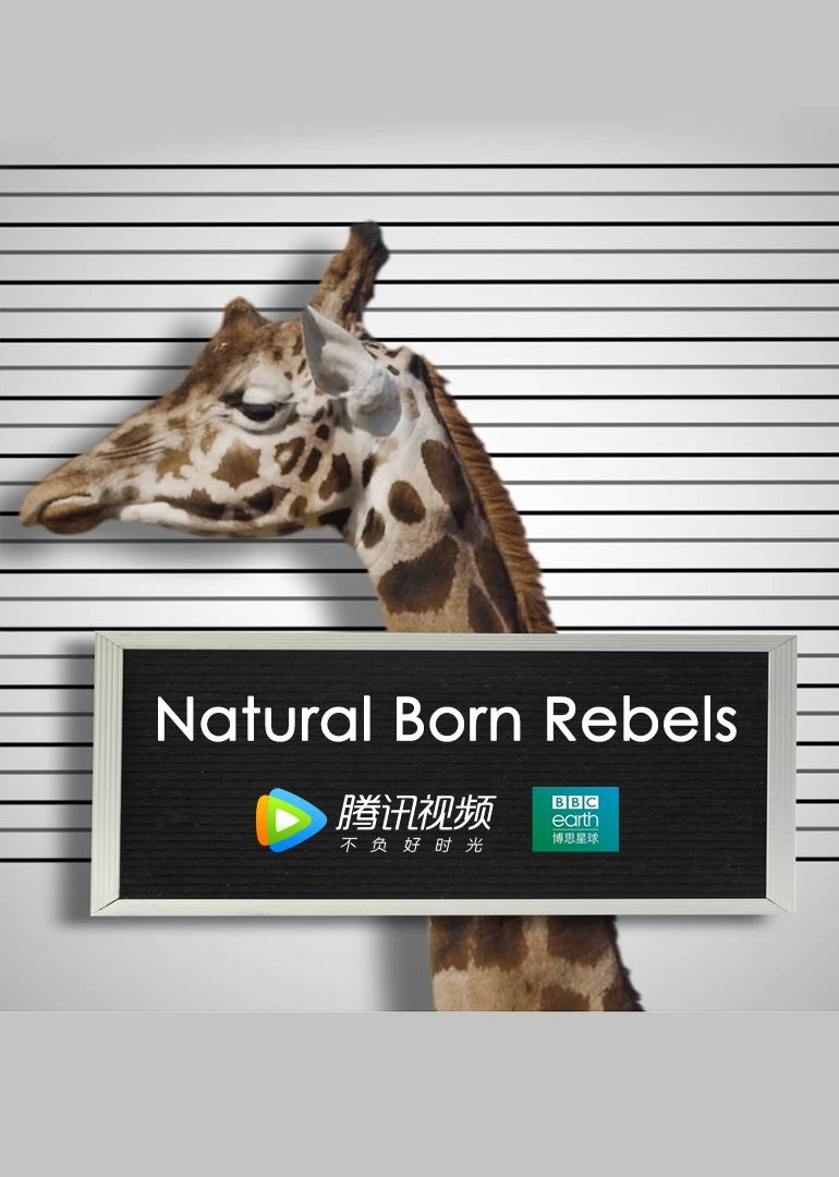 你这个坏怂英语(2018)海报